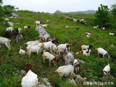 安徽的畜牧業(yè)發(fā)展現(xiàn)狀是怎樣?主要發(fā)展哪些產(chǎn)業(yè)?