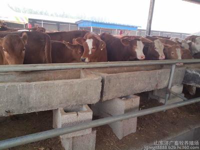 山東濟(jì)廣牧業(yè)出售純種西門塔爾牛架子牛圖片_高清圖_細(xì)節(jié)圖-山東濟(jì)廣畜牧養(yǎng)殖場(chǎng) -