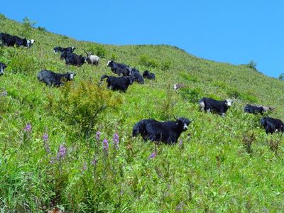 五年雅安繪巨變 綠色發(fā)展天地寬--寫在中國(guó)共產(chǎn)黨雅安市第五次代表大會(huì)開幕之際