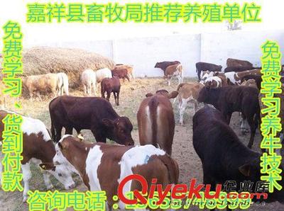 優惠大酬賓-嘉祥縣畜牧局推薦一批優質西門塔爾牛,免費運輸-嘉祥縣民富養殖場提供優惠大酬賓-嘉祥縣畜牧局推薦一批優質西門塔爾牛,免費運輸的相關介紹、產品、服務、圖片、價格嘉祥縣民富養殖場、肉牛;種羊;肉驢;西門塔爾牛;魯西黃牛;小尾寒羊;波爾山羊;利木贊牛;斗雞;細犬;獺兔;黑山羊;馬匹;長毛兔;青山羊