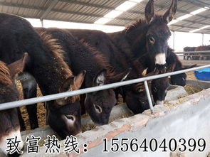 宜春春節(jié)將近牛的價格多少