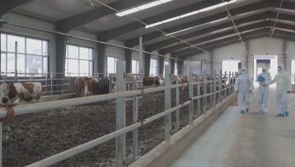 邁出新步伐 取得新成效 吉林:肉牛產業(yè)