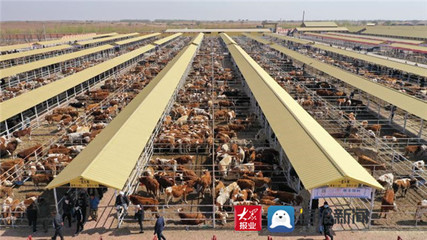 陽信:優(yōu)質(zhì)牛肉被評為全國“十佳網(wǎng)紅產(chǎn)品”