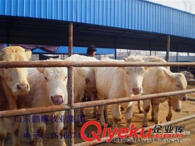 萬頭優質肉牛 免費運輸上門指導 畜牧局指定引種單位! 肉牛養殖-嘉祥縣鵬耀養殖場提供萬頭優質肉牛 免費運輸上門指導 畜牧局指定引種單位! 肉牛養殖的相關介紹、產品、服務、圖片、價格嘉祥縣鵬耀養殖場、牛;羊;驢;波爾山羊;小尾寒羊;白山羊;黑山羊;西門塔爾牛;利木贊牛;魯西黃牛;夏洛萊牛;三河馬;蒙古馬;肉牛;肉羊