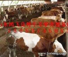 【圖】- 畜牧局直屬企業鴻飛牛羊養殖場供應肉牛肉驢 - 阿壩理縣食品/農產品 - 百姓網