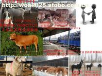 【畜牧局報價波爾山羊價格】3-24月齡價格,價格,廠家,圖片,供應商,綿陽市裕臨裝飾設計 - 產品庫 - 阿土伯交易網