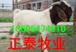 波爾山羊,小尾寒羊,